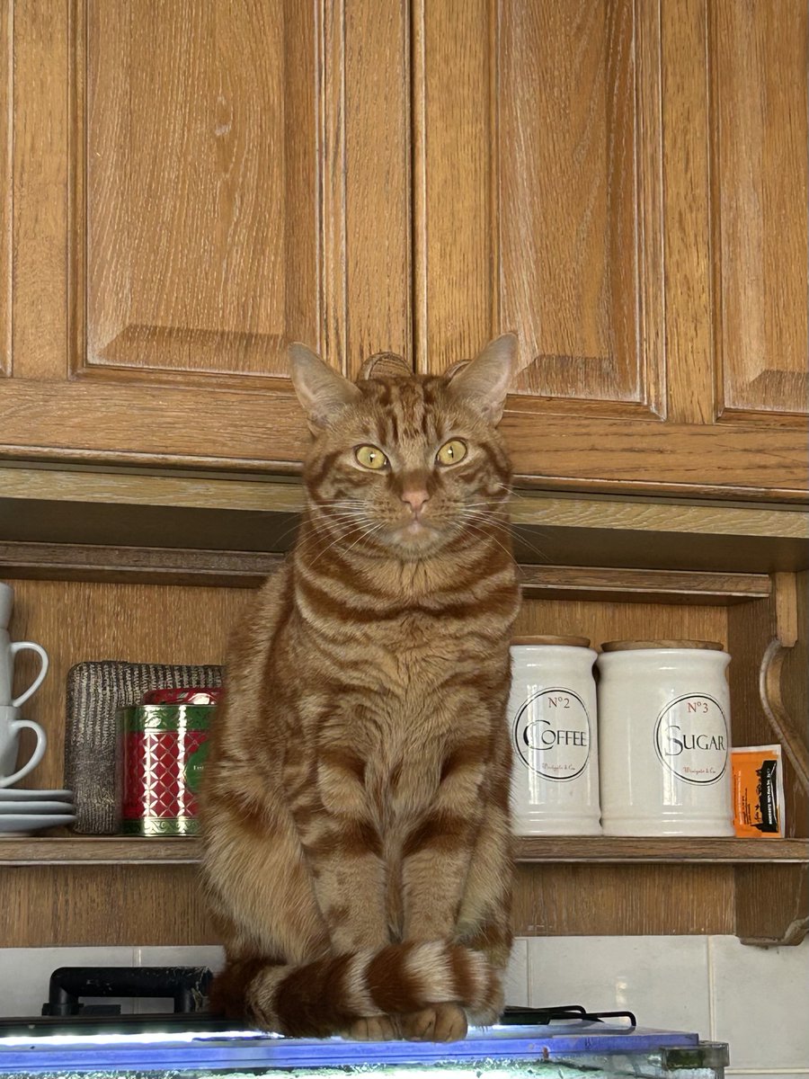 D.V. Catt tweet media