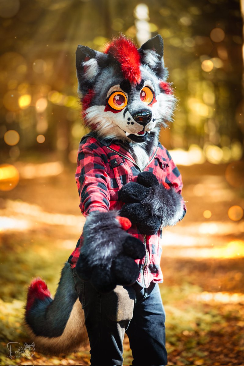 ForbiddenCatz's tweet photo. Meet Blake the Wolf ❣️
Owned by @RenkiRaccoon

Our Premade Partial we finished last year for the East!

Made on a 3D Printed Base by MugiwaraCosplay 
Handpaw Pattern by Wildfoxworks
Tail with Hidden Belt loops 

#furry #fursuit #furries #fursuitmaker #furrywolf https://t.co/yRAxj4rvQX
