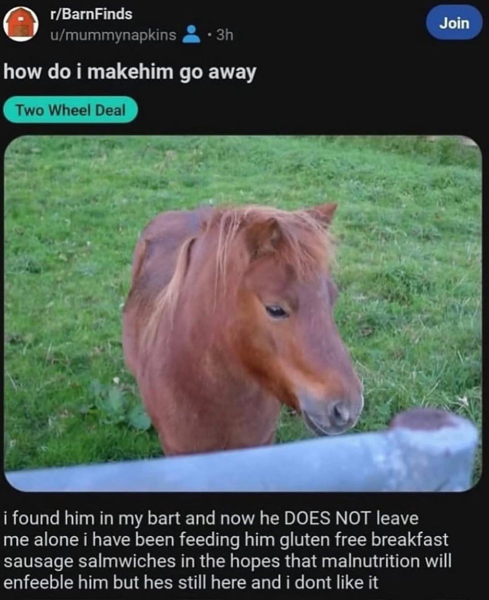 horse dentist tweet media