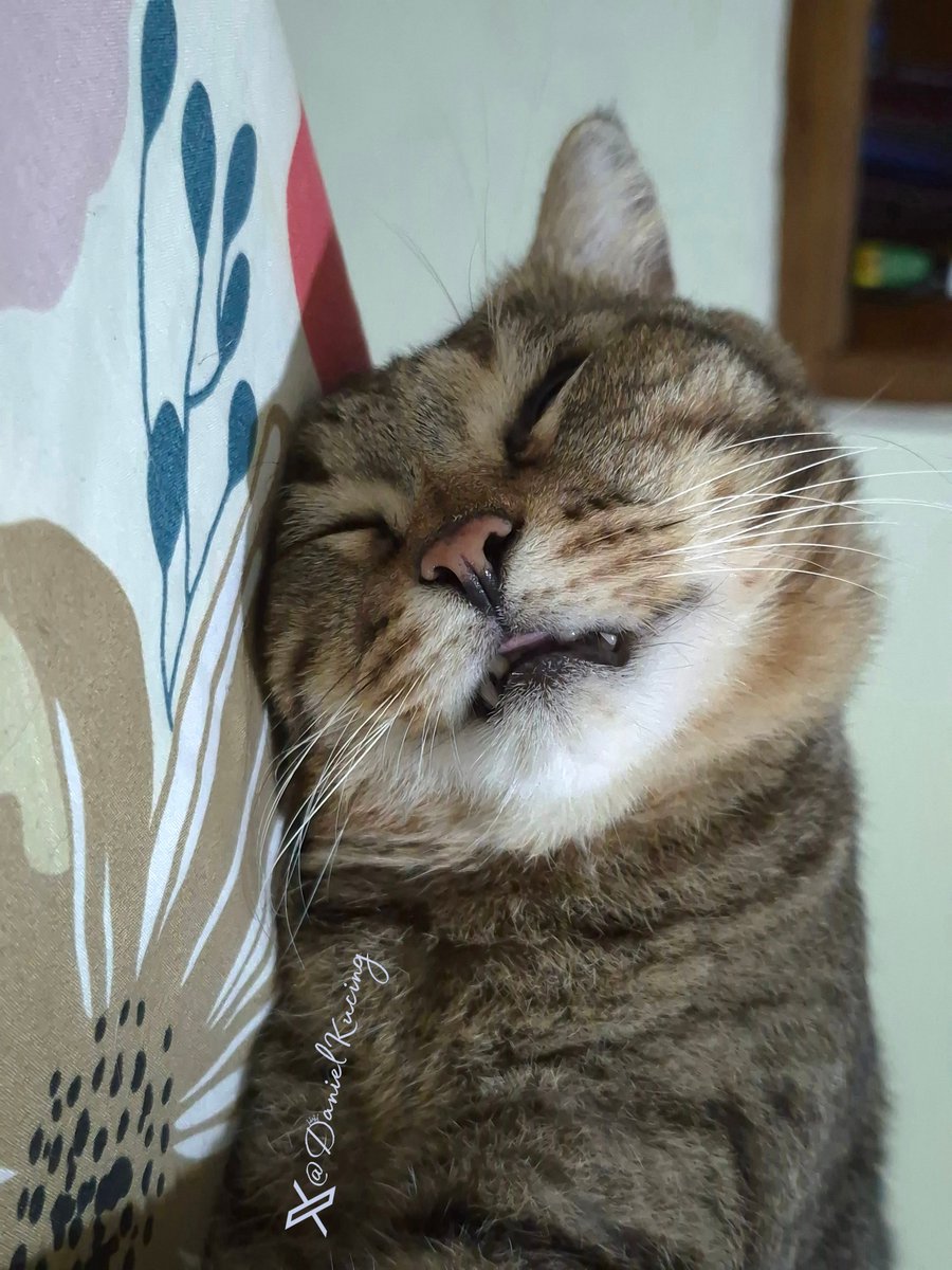 DanielKucing's tweet photo. life update: sleep well 😴 https://t.co/oX6Bziidw7