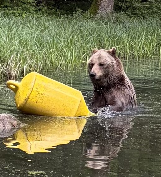 Ben_Bombadil's tweet photo. Bären haben wir natürlich auch gesehen. Begeistert waren wir von der Badeshow von Michal, geboren 2003 und 2,30 Meter groß. Alle Bären wurden aus miserabler Haltung freigekauft und leben in eingezäunten, sehr großen Waldstücken. Wenn ihr in der Nähe seid (Plauer See), geht hin 😍 https://t.co/cV0YXs9GTT