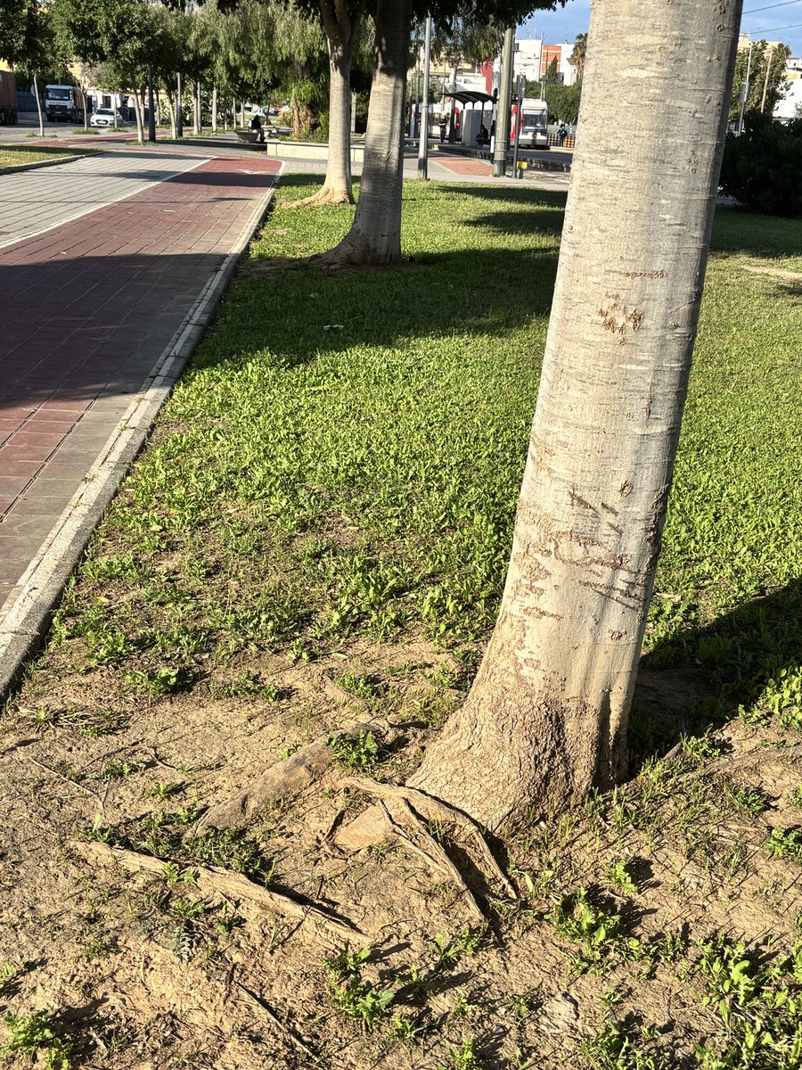 Jacobo Llorens_Arbolista_Treerider tweet media