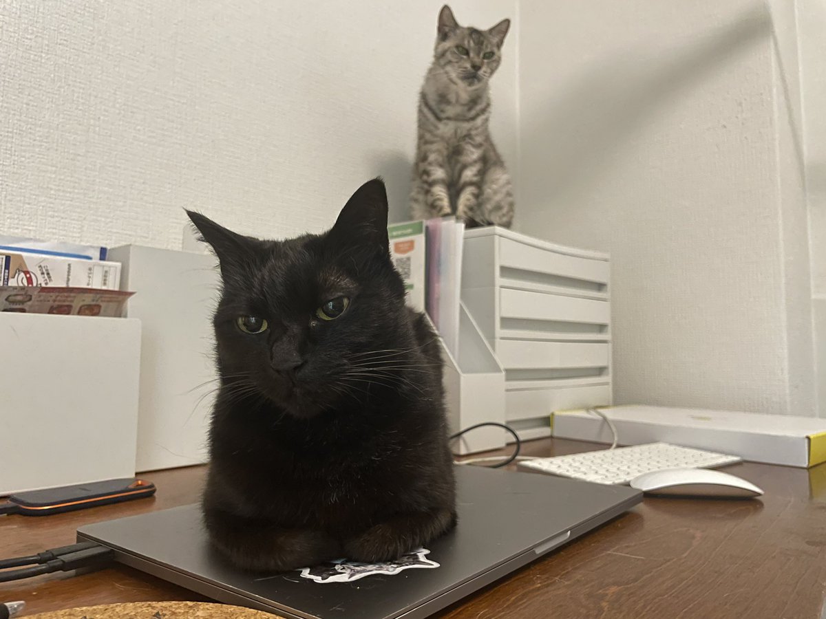 cvbarai's tweet photo. おい
あんたの子分が真似したじゃねえか https://t.co/tyRV26nPhM