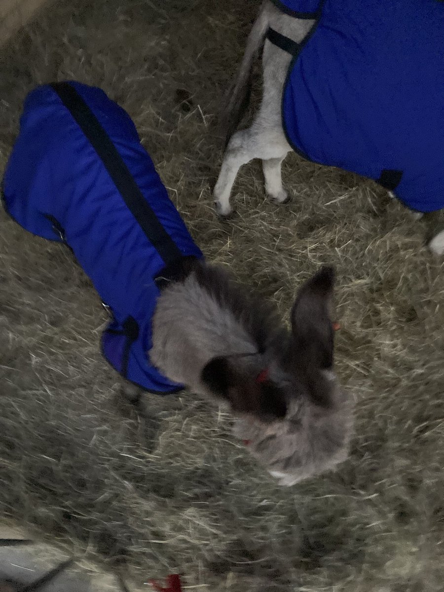woestyn_wolf's tweet photo. #Nampo hoogtepunt was die mini-donkie! https://t.co/om2clie6si