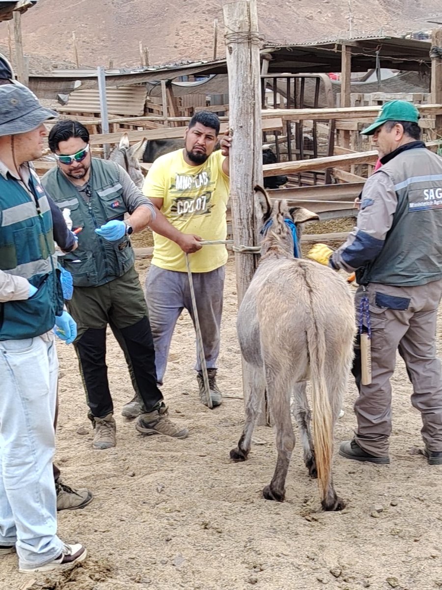 sagchile's tweet photo. Hoy en #Taltal y bajo las acciones del plan adicional por la emergencia de #AnemiaInfecciosaEquina 🐴🫏 equipo protección pecuaria de @sagchile #Antofagasta realiza toma de muestras a equinos para resguardar la sanidad animal. https://t.co/VHJY5okwPz