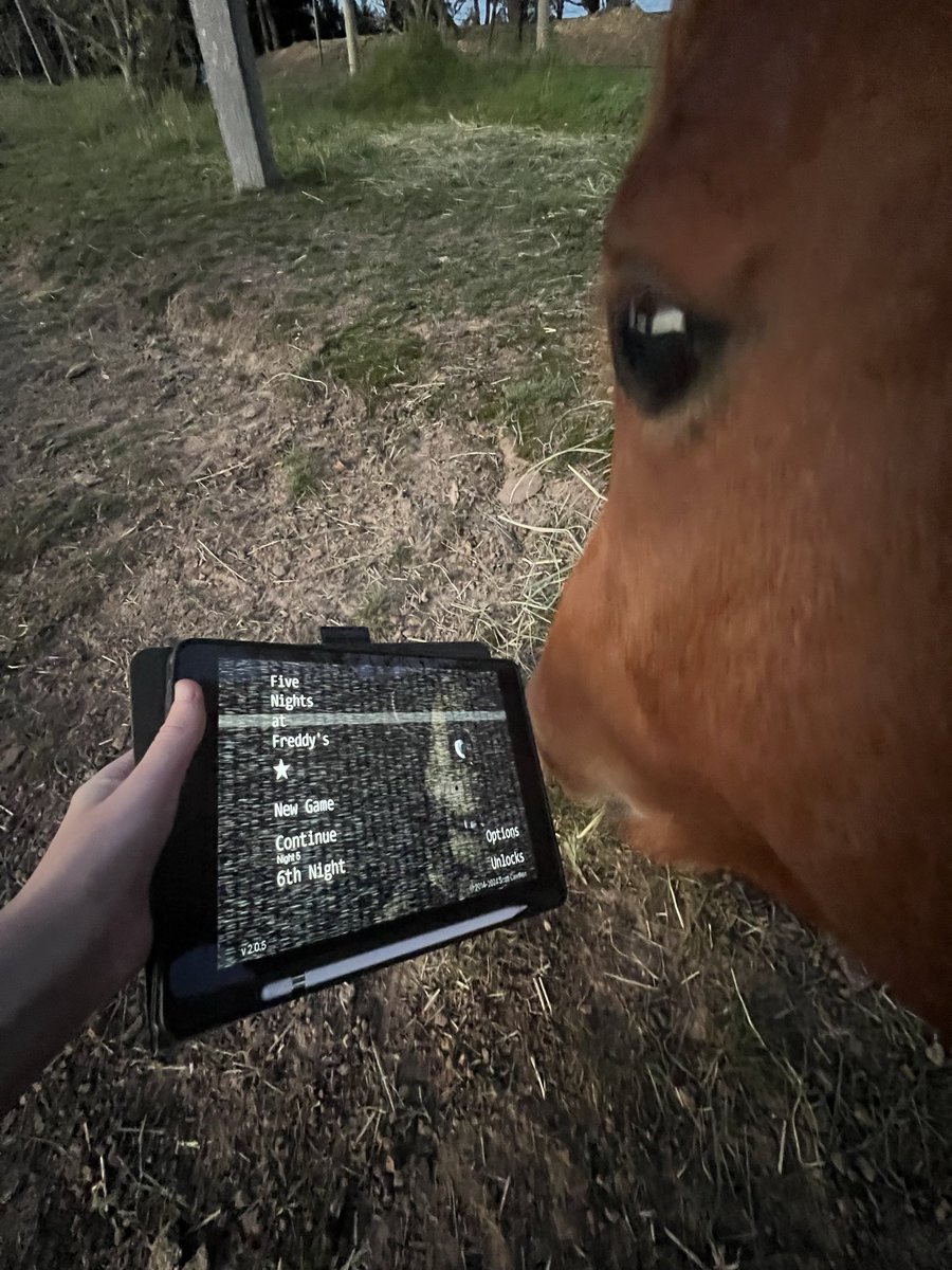 Lunar & Sunny 🐴 tweet media