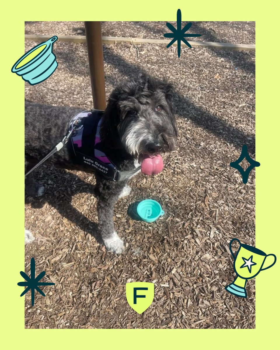 FigoPet's tweet photo. Welcome to the #Figo Fam LuLu Grace 🏆

Thank you for sharing, The Good Stuff Family by Dawn Kendrick 🐾 https://t.co/zKbAEXSqTV