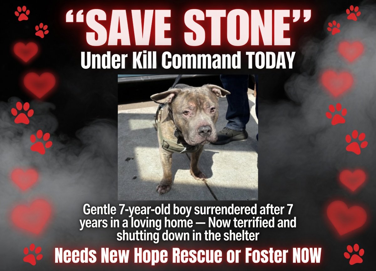 Jazzstew34's tweet photo. 🐾🚨 URGENT — Stone (NYCACC) is Under Kill Command TODAY
Save Stone — he needs a New Hope rescue or foster NOW before it’s too late! ❤️
DM @notthesameone2 immediately if you can help him.
#NYCACC #NewHopePartners #SaveStone #UnderKillCommand #FosterNeeded https://t.co/2G39xDkvx6