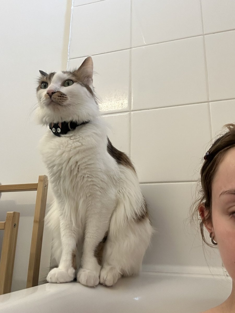tsvkiiaka's tweet photo. Je peux pas prendre mon bain/douche sans qu’elle vienne faire la sentinelle à côté https://t.co/vZorJVTLU0
