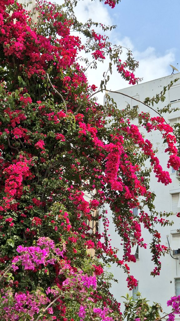 sedsev's tweet photo. Yol üstü güzelliklerimden💖🌸🥰

#Antalya #begonvil #diğeradıylagelinduvağı #sevdiğimgökyüzü #canımbulutlar https://t.co/YCqXhCY4IZ