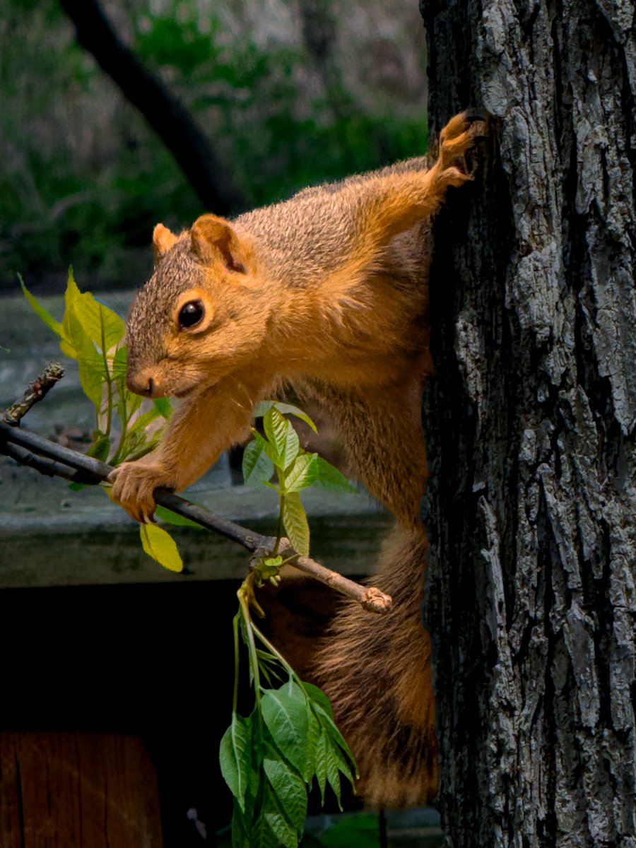 TiltedImage1's tweet photo. Nature has a way of slowing the noise.
@PureMichigan @CanonUSA 

#natureandwild #nature #wildlife #wildlifephotography #photography #photo #canon #michigan #puremichigan #westmichigan https://t.co/pyLQUs9Vl8