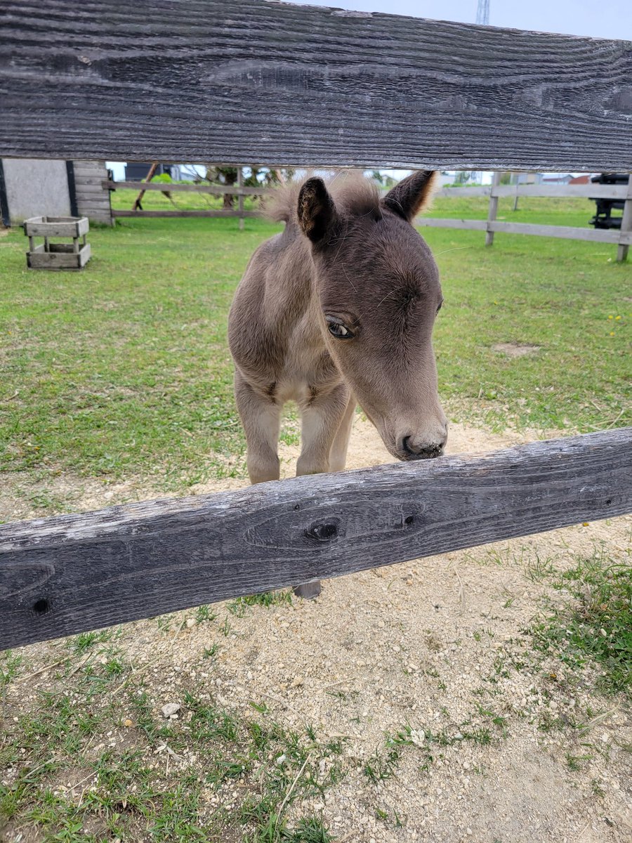 4016chinta's tweet photo. ピアノとバロン🐴
ピアノは物怖じしない感じだけど、バロンはびびりかな🤔(笑)
どんどん腰が引けてくる😂
早くグレとの絡みがみたい😆
#おひさま牧場 #ピアノ #バロン https://t.co/e7sVX04oNa