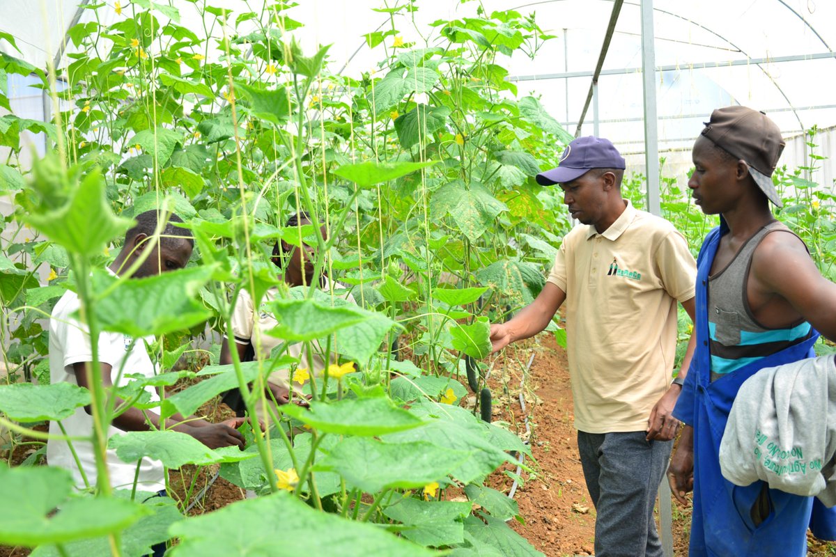 HoReCo_Rw's tweet photo. Mwiriwe
Sangira ubumenyi na HoReCo 

Ese wari uziko guhinga muri #GreenHouse ari imwe mu nzira zigezweho zifasha guteza imbere ubuhinzi bw’umwuga, kongera umusaruro no guhangana n’imihindagurikire y’ikirere? 

🧵👇 1/10 https://t.co/jPMshx3uja