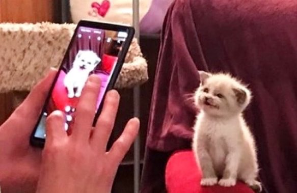 ⋆ Pekkle ꩜.ᐟ tweet media