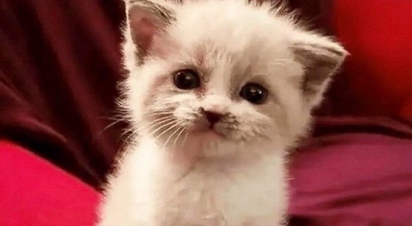 ⋆ Pekkle ꩜.ᐟ tweet media