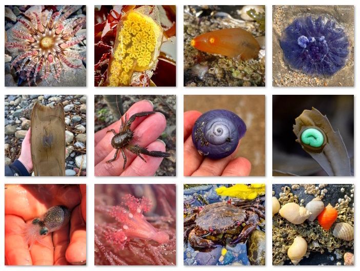 Biodiversity Ireland tweet media