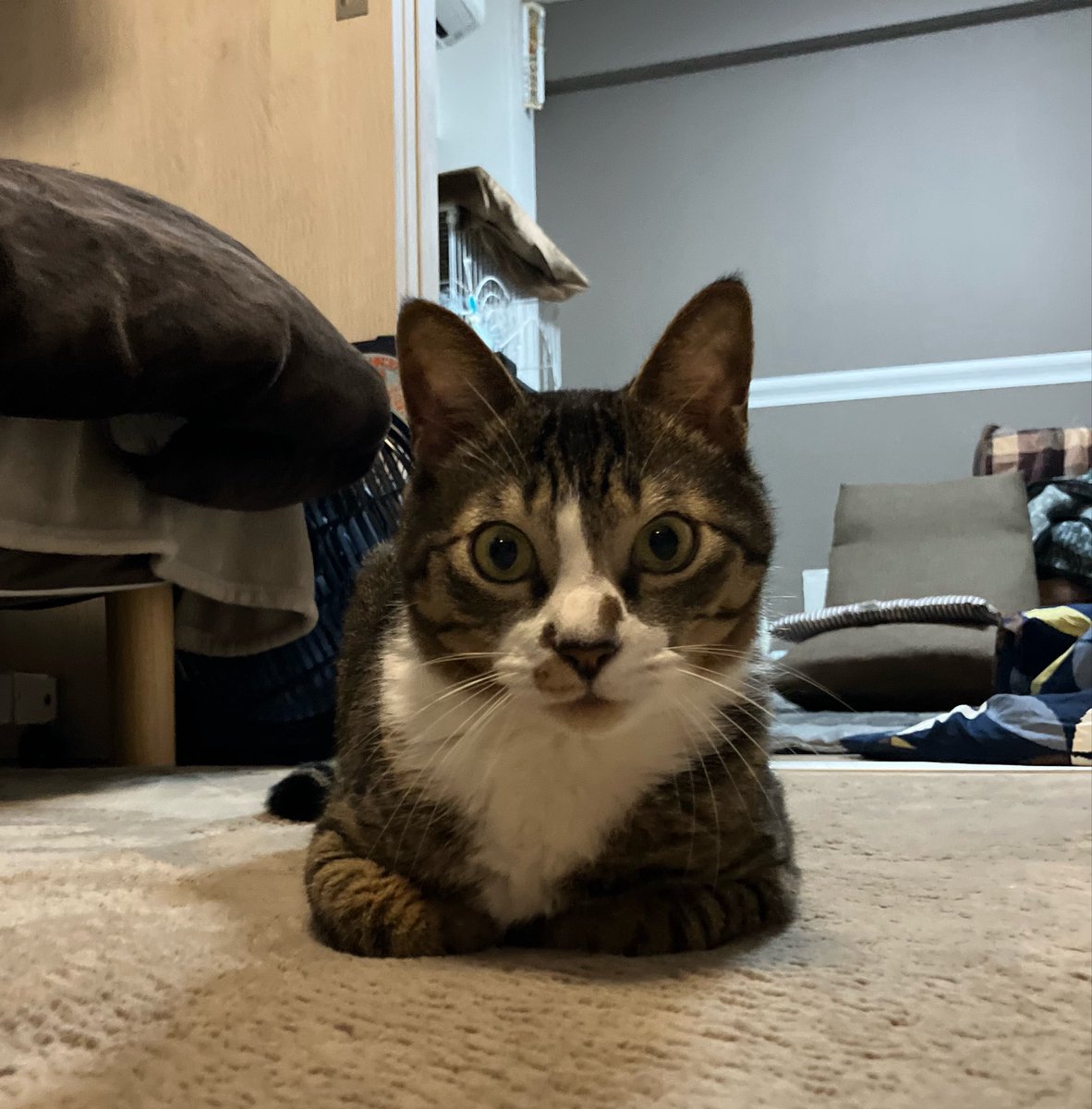 leadiary0915's tweet photo. お手て無い無い(^○^)

#猫のいる暮らし
#猫好きさんと繋がりたい https://t.co/3fEWzzoZJ5