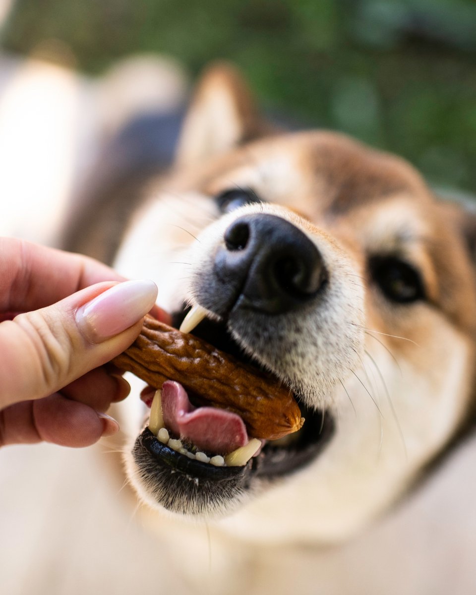 LovingPetsCorp's tweet photo. Real meat treats means more focus during training sessions.

Why? Your dog's heightened sense of smell can tell what ingredients are in a treat before he even tastes it.

Try better treats for all eyes on you 👀 https://t.co/R9E2vdBDKs