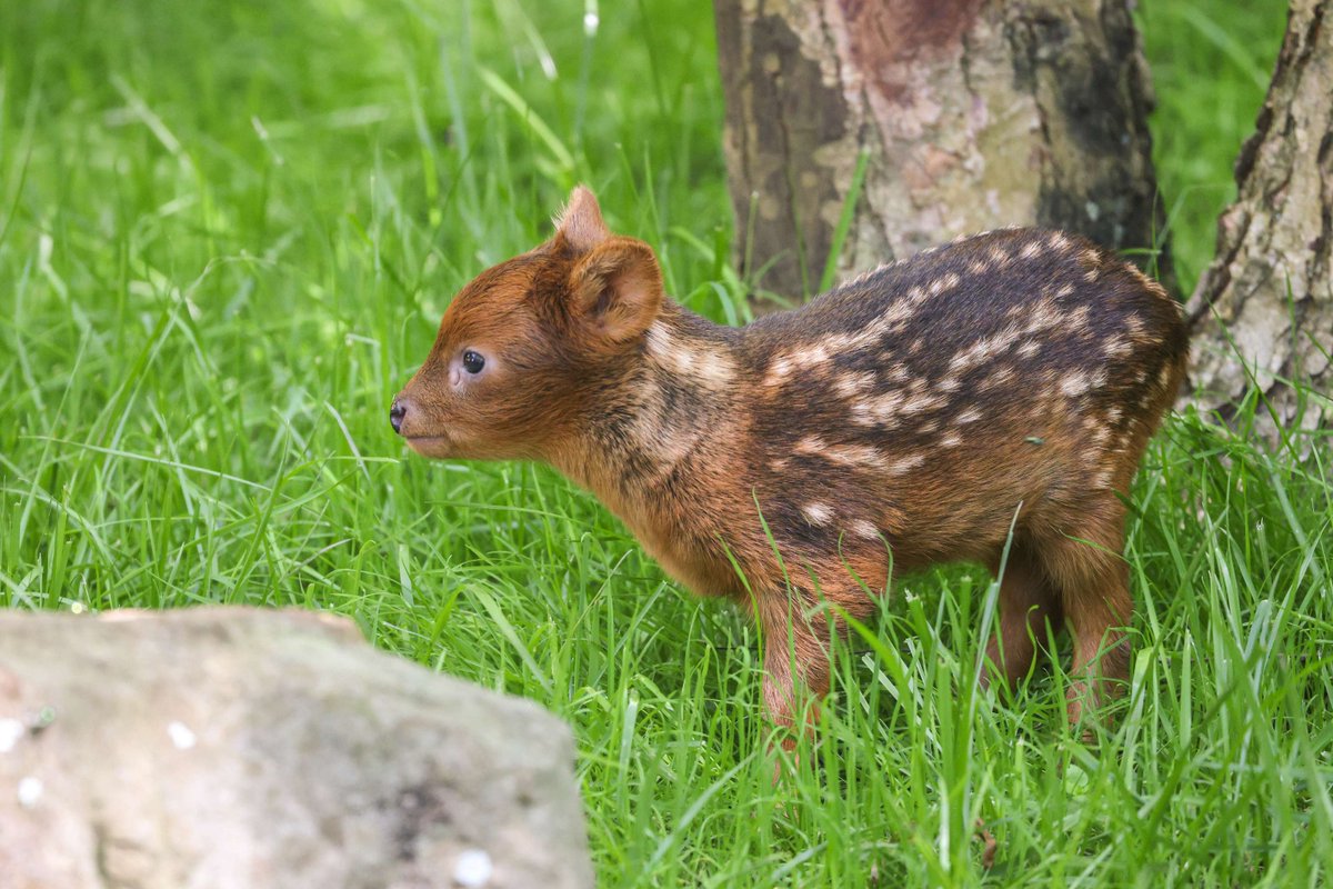 Nashville Zoo tweet media