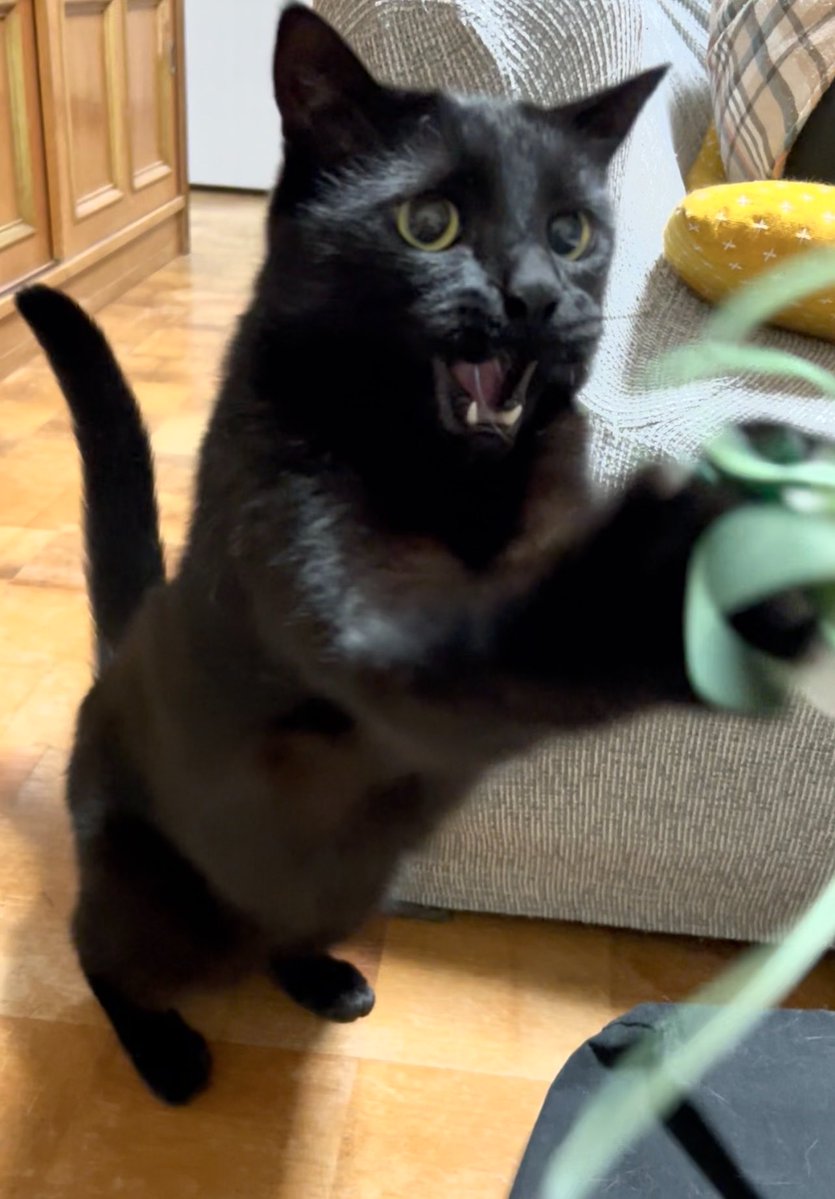DOSANKO-CATS🐾 tweet media