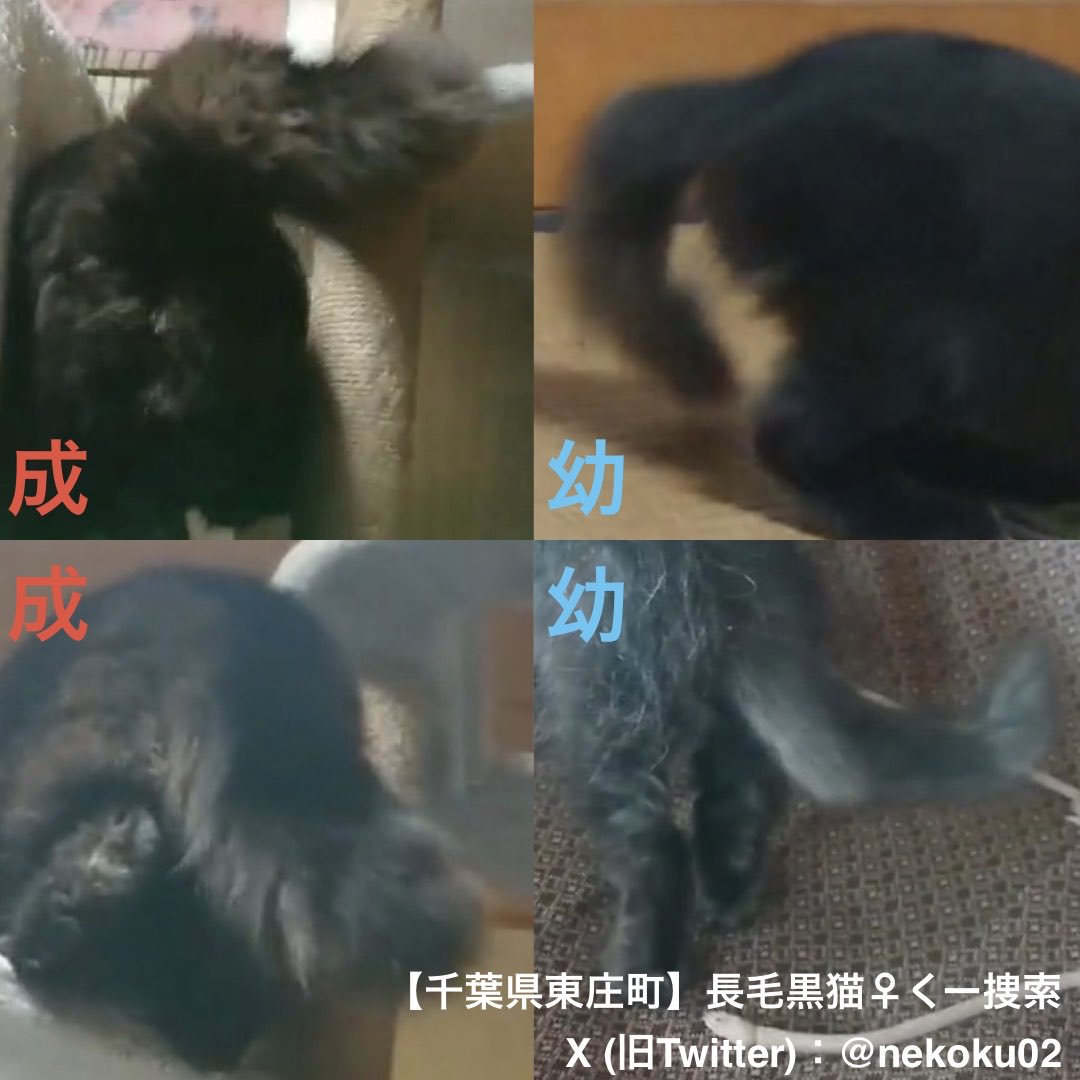 黒猫くー捜索 千葉県東庄町 (鍵尾長毛メス。香取郡・香取市・旭市・銚子市・神栖市近隣の保護情報求む） tweet media