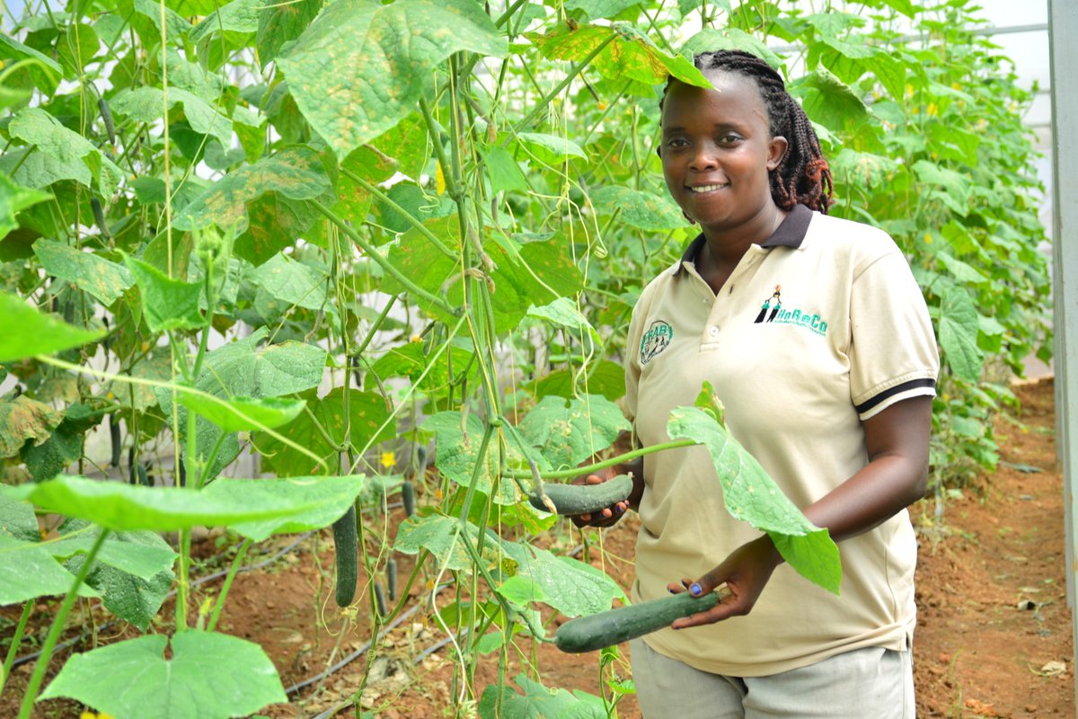 HoReCo_Rw's tweet photo. Mwiriwe
Sangira ubumenyi na HoReCo 

Ese wari uziko guhinga muri #GreenHouse ari imwe mu nzira zigezweho zifasha guteza imbere ubuhinzi bw’umwuga, kongera umusaruro no guhangana n’imihindagurikire y’ikirere? 

🧵👇 1/10 https://t.co/jPMshx3uja