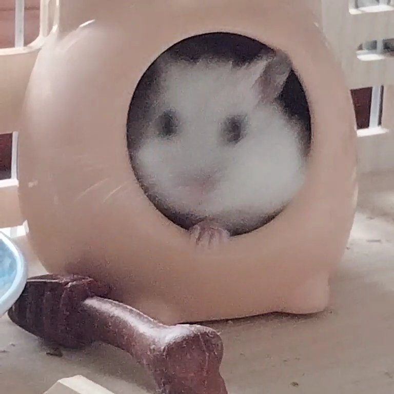 nooohamദ്ദി ˉ͈̀꒳ˉ͈́ )🍑 tweet media