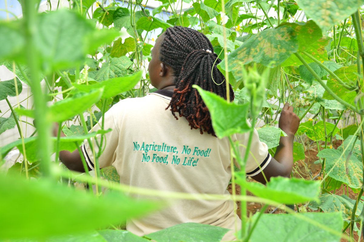 HoReCo_Rw's tweet photo. Mwiriwe
Sangira ubumenyi na HoReCo 

Ese wari uziko guhinga muri #GreenHouse ari imwe mu nzira zigezweho zifasha guteza imbere ubuhinzi bw’umwuga, kongera umusaruro no guhangana n’imihindagurikire y’ikirere? 

🧵👇 1/10 https://t.co/jPMshx3uja
