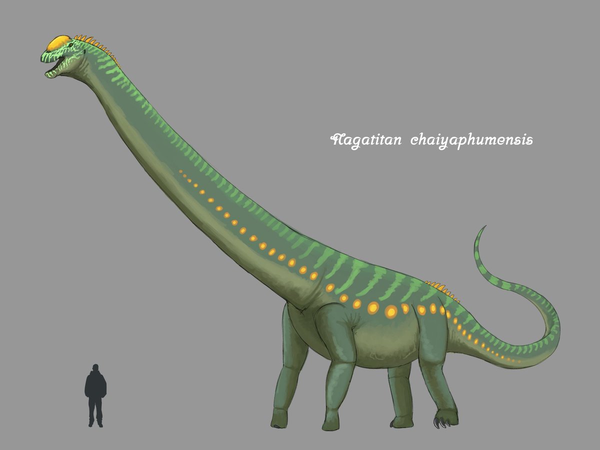 hiro_axomatsu's tweet photo. Nagatitan chaiyaphumensis

A new giant from Thailand 🇹���� https://t.co/qZoZmzDwGJ