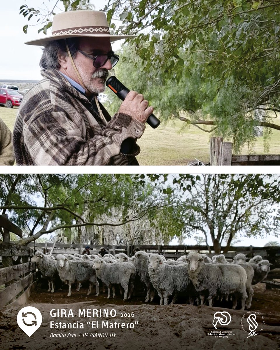 MerinoUY's tweet photo. 🐑✨ ¡Continuamos la GIRA por Estancia “EL MATRERO” | Ramiro Zeni. https://t.co/87t9fuNfm3