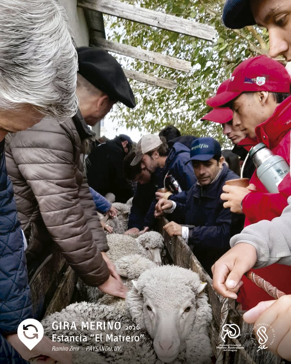 MerinoUY's tweet photo. 🐑✨ ¡Continuamos la GIRA por Estancia “EL MATRERO” | Ramiro Zeni. https://t.co/87t9fuNfm3