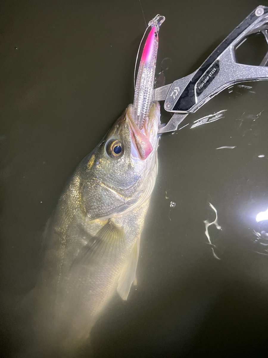 2nsz's tweet photo. サイズでないけどイージーなサッパパターン🐟40-60cmくらいのを3日で20本程！
⁡
文字数の関係でxに書けないことをインスタにいつも書いてるのでプロフィールリンクからフォローください🙇‍♂️

#涸沼シーバス #涸沼川シーバス #那珂川シーバス #茨城シーバス #ベイトシーバス https://t.co/CcuMkwBCUl