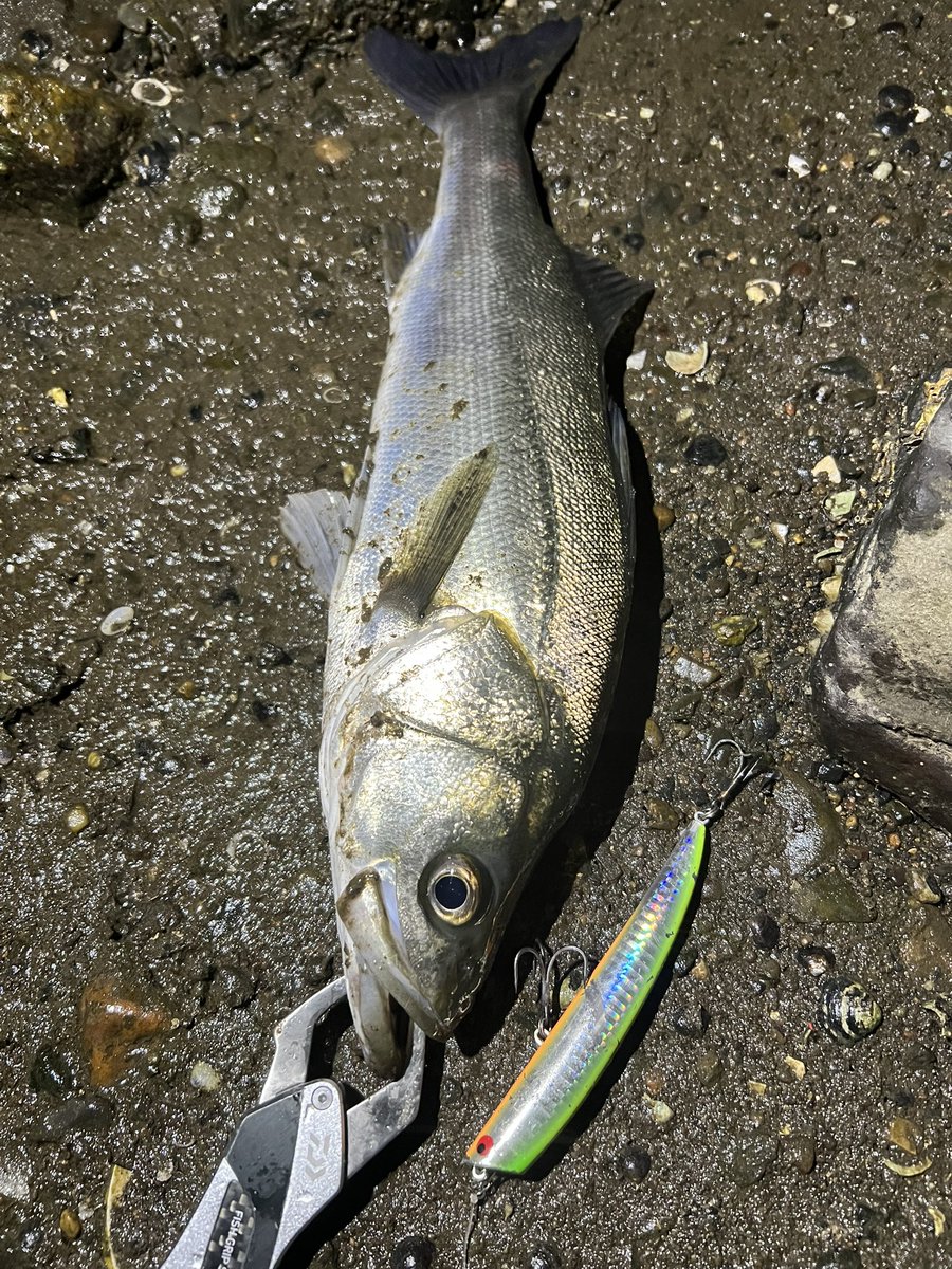 2nsz's tweet photo. サイズでないけどイージーなサッパパターン🐟40-60cmくらいのを3日で20本程！
⁡
文字数の関係でxに書けないことをインスタにいつも書いてるのでプロフィールリンクからフォローください🙇‍♂️

#涸沼シーバス #涸沼川シーバス #那珂川シーバス #茨城シーバス #ベイトシーバス https://t.co/CcuMkwBCUl