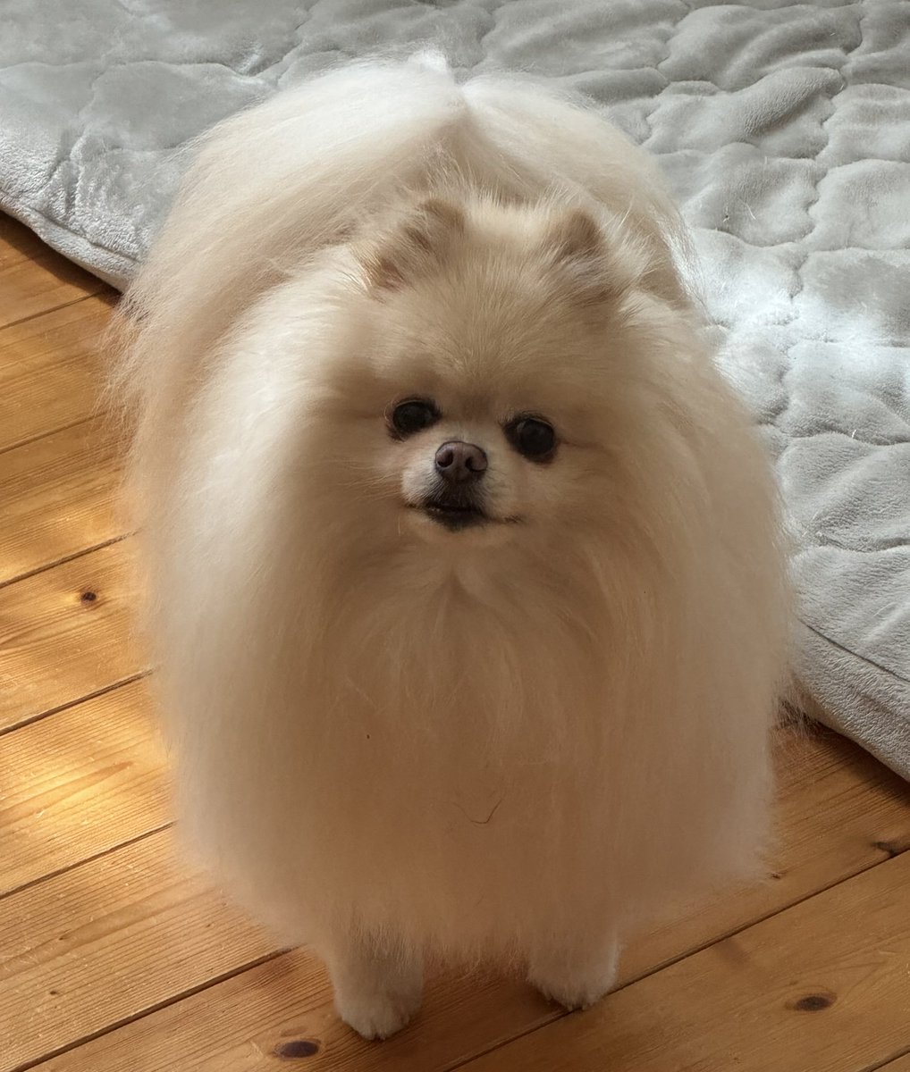 大福ちゃん🐶ポメラニアン (@daihukuchaaaaan) / Posts / X