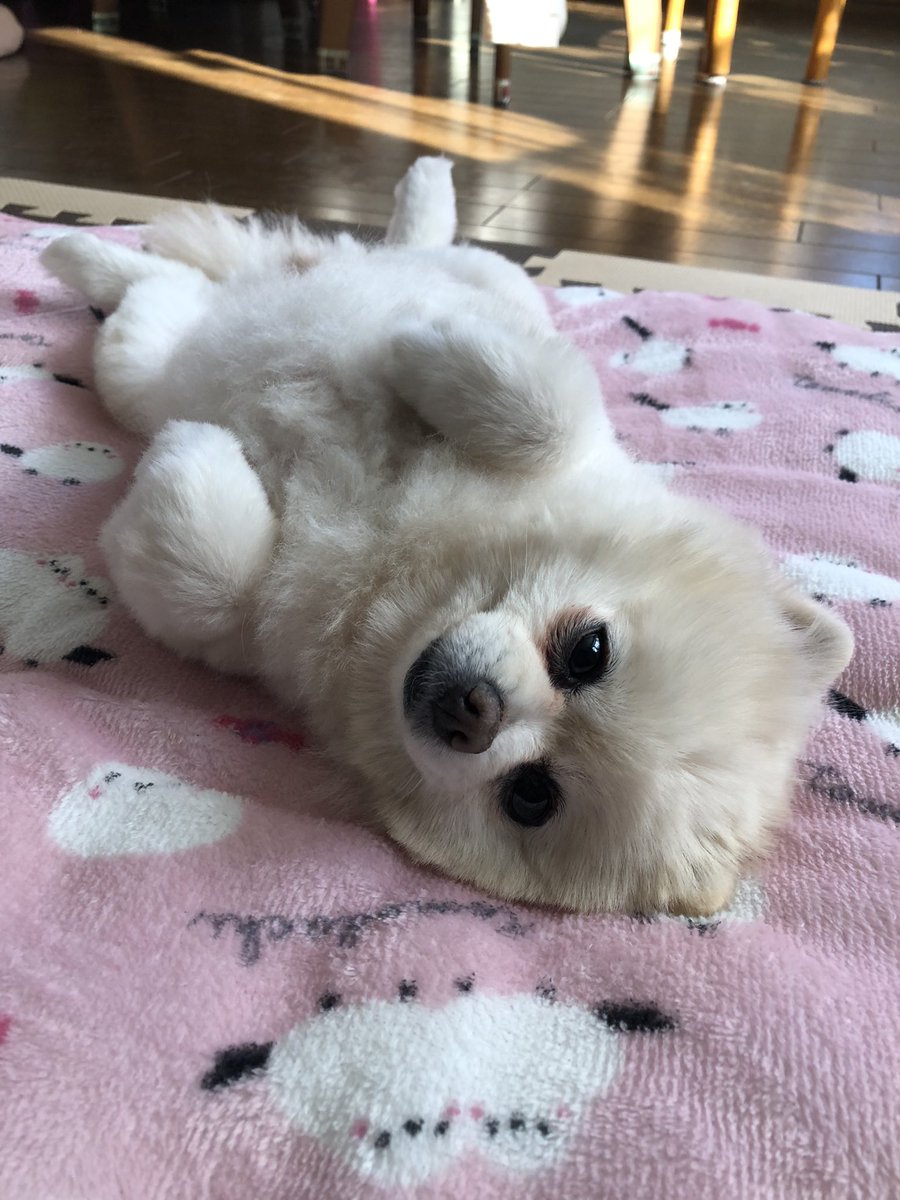 ハル🍙五稜郭祭行くぞー🐱 tweet media