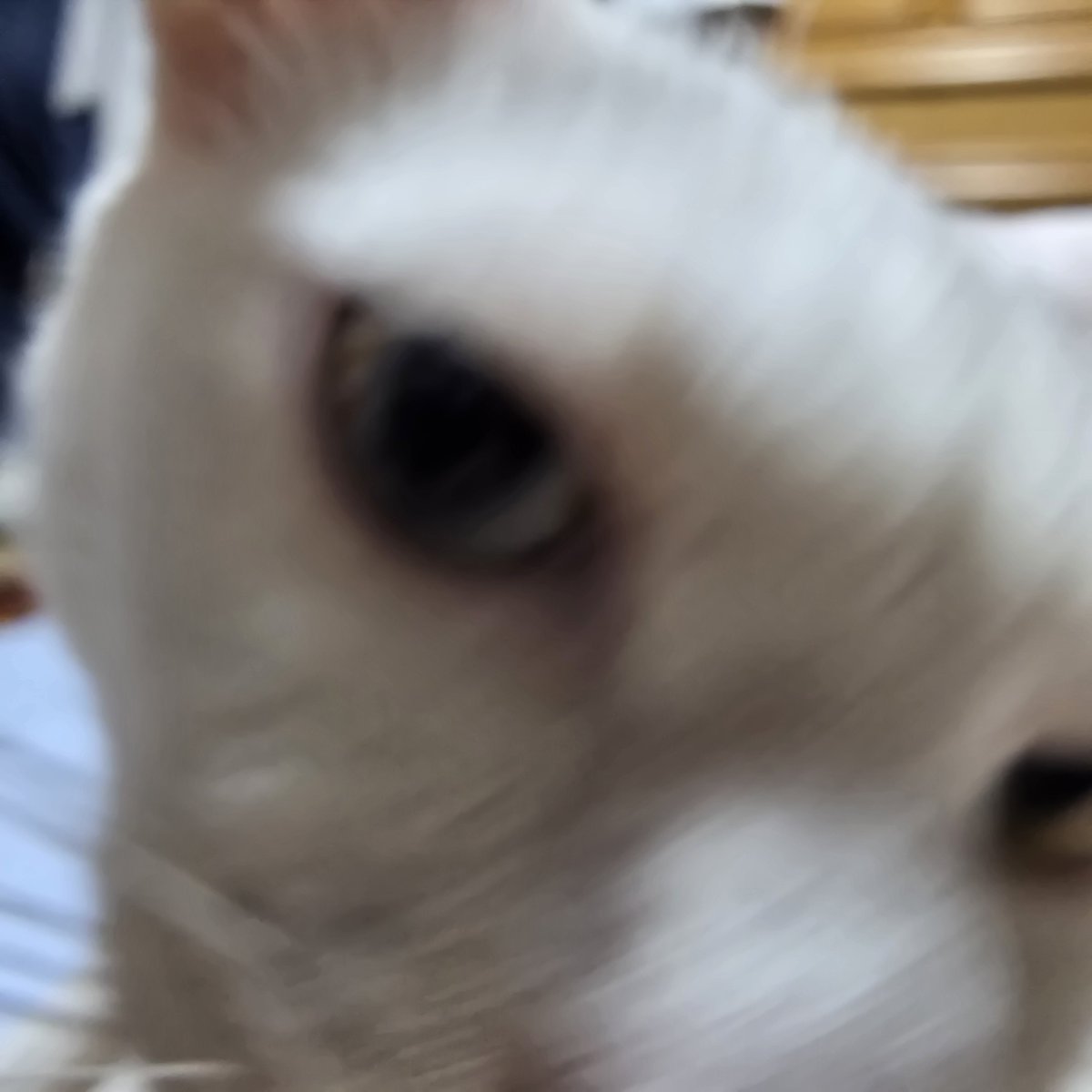 ばんか tweet media