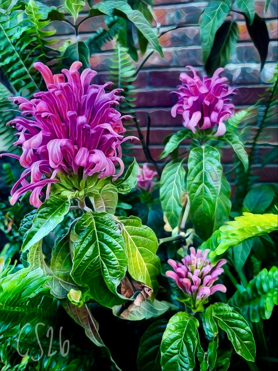 StringAll's tweet photo. Starting a beautiful California day with King’s crown (Justicia carnea) also known as the Brazilian plume flower. Only around 3,000 documented on the Seek app. 🌱#cosmicdrop✨ https://t.co/m3CDN4ozGP