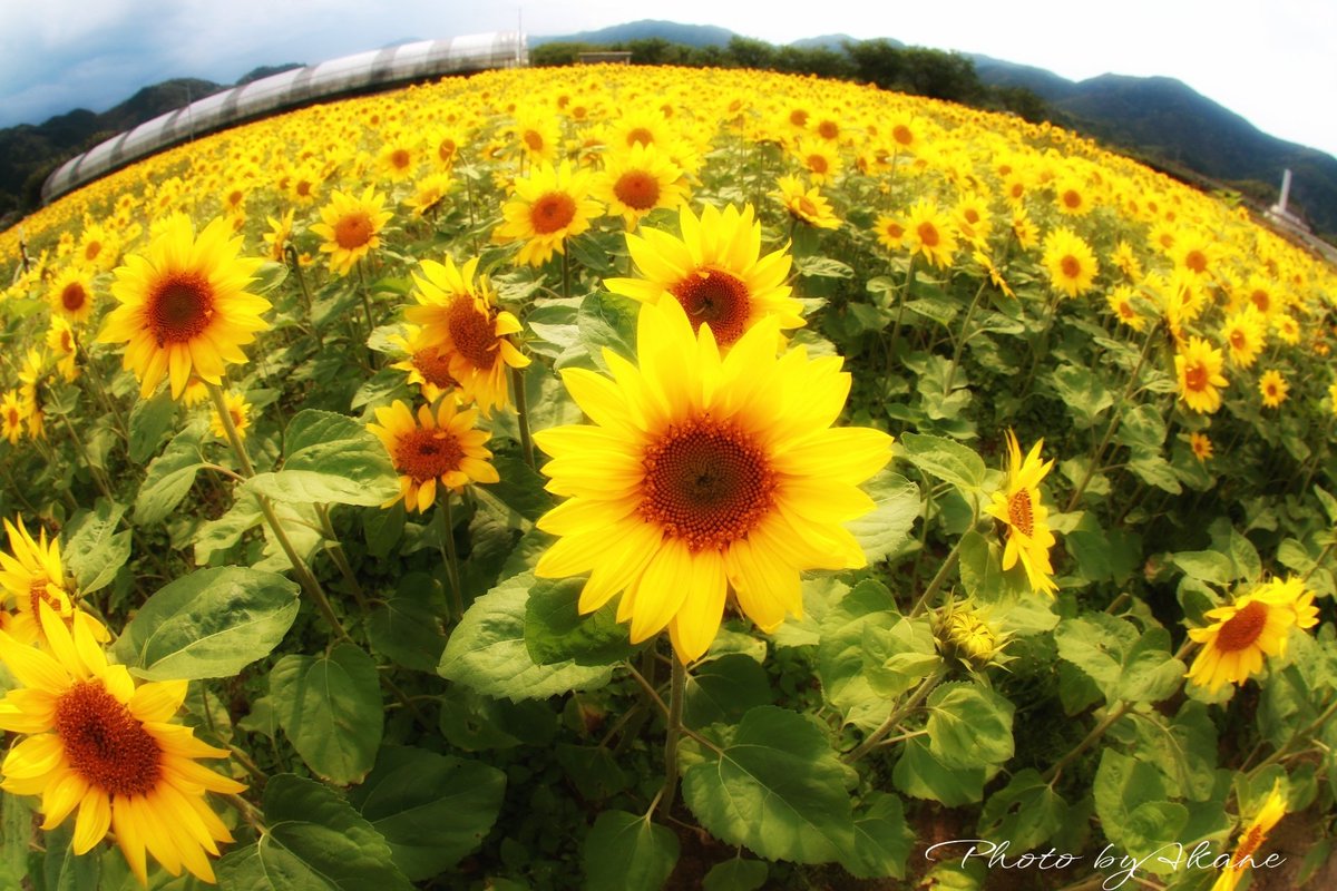 akm4141's tweet photo. 出間の早咲き🌻fish eyeで✧p📷qω•´*)
#出間のひまわり
#ひまわり
#fish_eye
#魚眼レンズ
#写真機生活
#camera_life https://t.co/MgfM3ecwWB