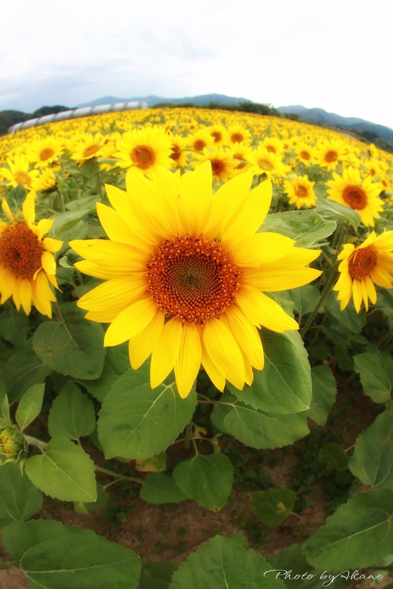 akm4141's tweet photo. 出間の早咲き🌻fish eyeで✧p📷qω•´*)
#出間のひまわり
#ひまわり
#fish_eye
#魚眼レンズ
#写真機生活
#camera_life https://t.co/MgfM3ecwWB