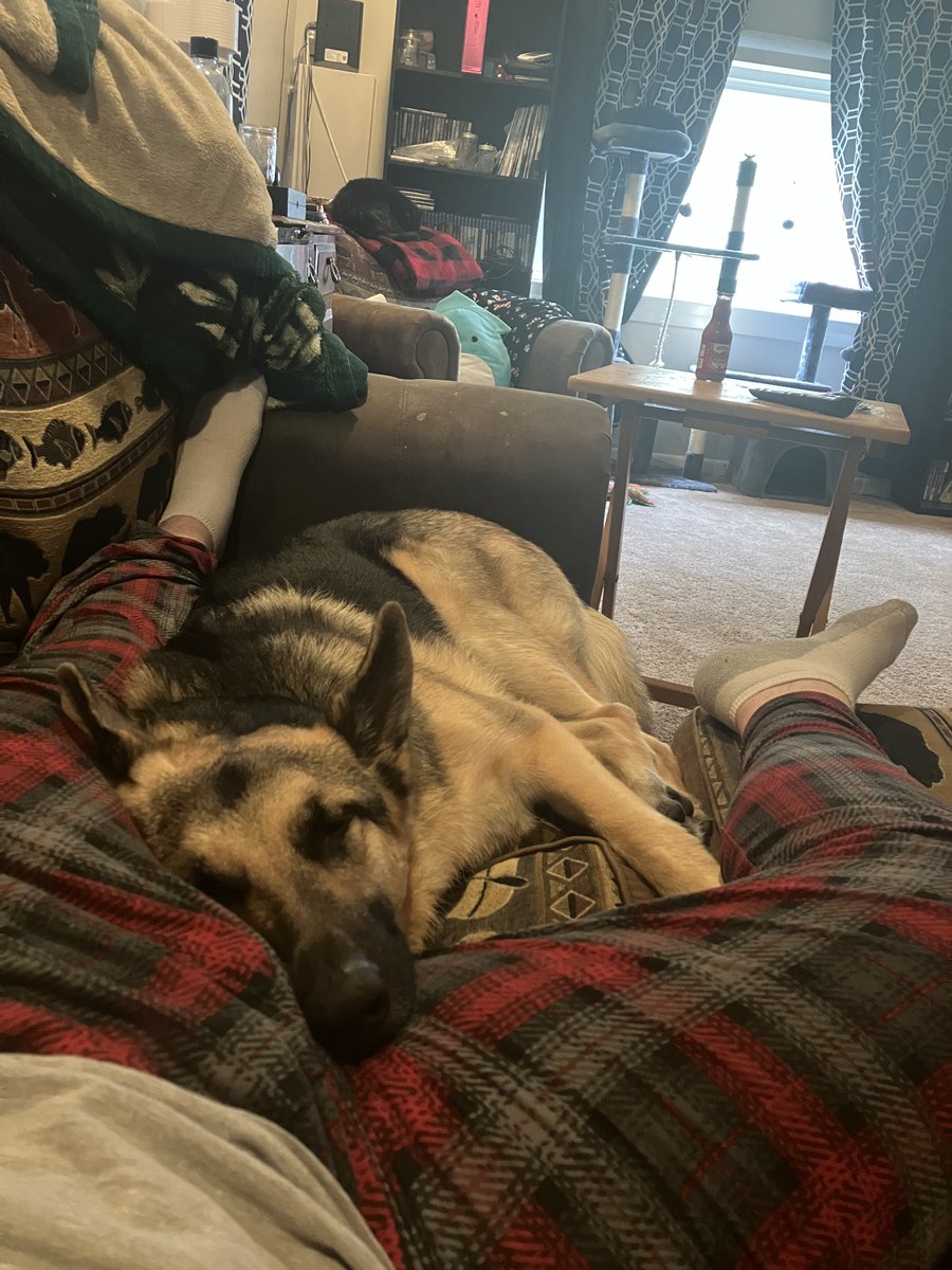 SethWade4Real's tweet photo. pet photo dump #3,459 https://t.co/Ic8DDIwXep
