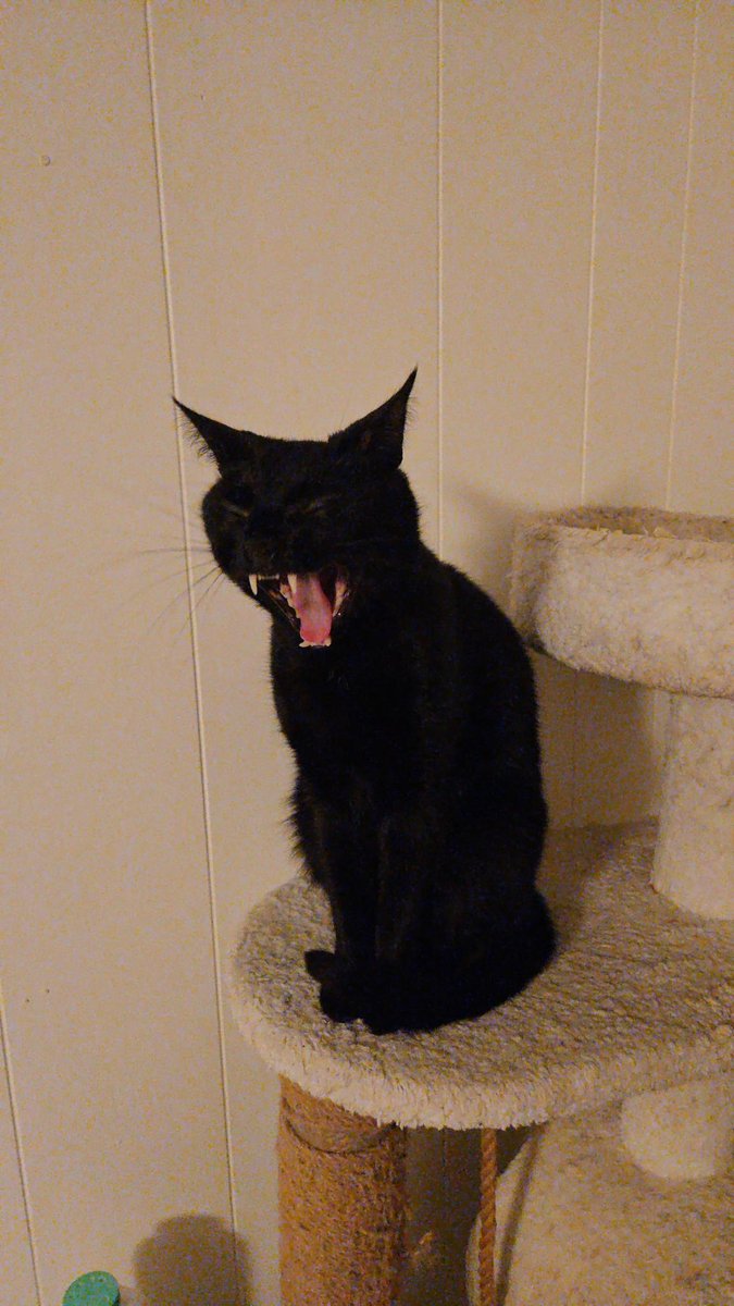 SethWade4Real's tweet photo. pet photo dump #3,459 https://t.co/Ic8DDIwXep