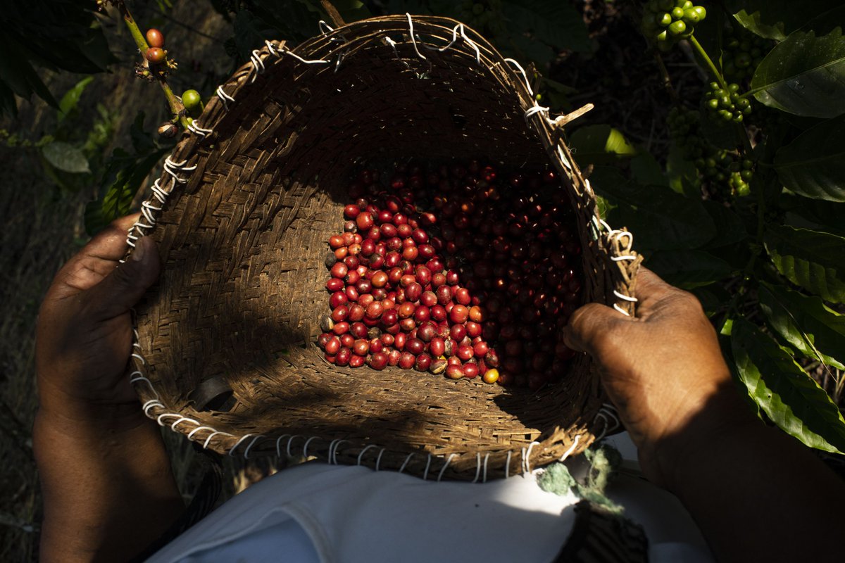 pnud's tweet photo. El primer café sostenible del Ecuador ya genera beneficios para las nuevas generaciones 👧🌱👦.

Con apoyo del @PNUDEcuador y socios, los hijos de los caficultores ahora tienen mejor agua potable, mejores escuelas y mejor educación ambiental: https://t.co/dGLMJ7yY0D

#UNFF21 https://t.co/xnBCukEomH