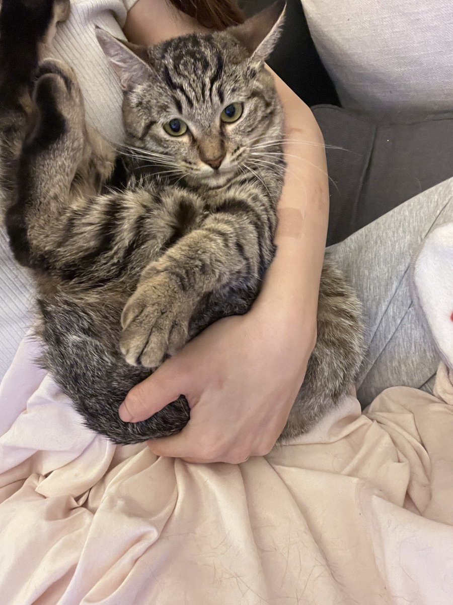 保護猫