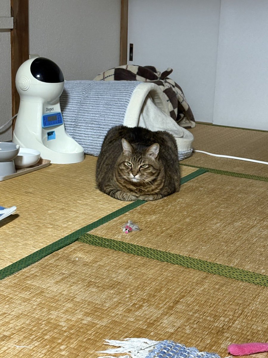 第一回にょきにょきチャンピオン tweet media