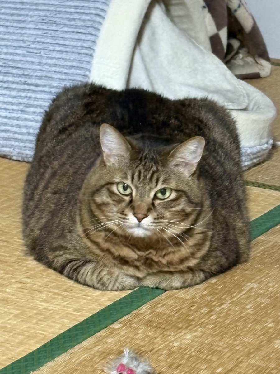 第一回にょきにょきチャンピオン tweet media