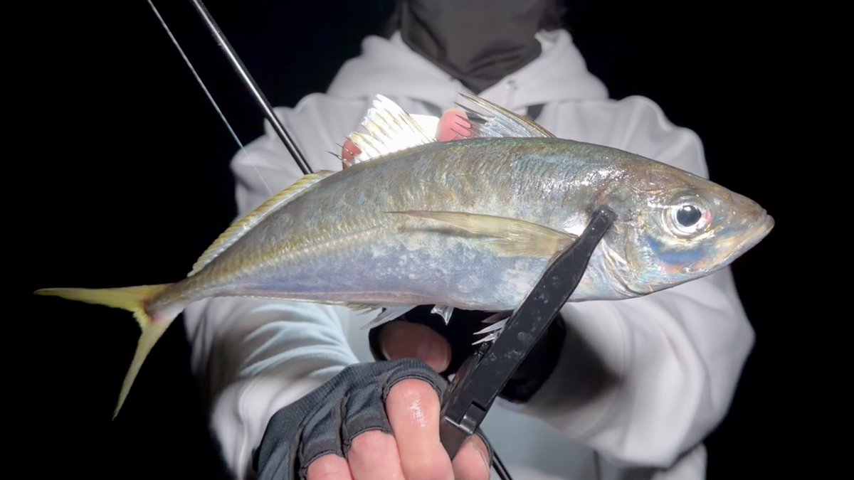 taotao_osakana's tweet photo. 『朧月夜』の鱗付けに庄内アジング🎣
サイズは小さくなって来たけど、まだまだ尺アジ楽しめます😊
MAX38cm、ロッドブチ曲げて満足!
#山形アジング
#GTEC https://t.co/YOoQiYvicC