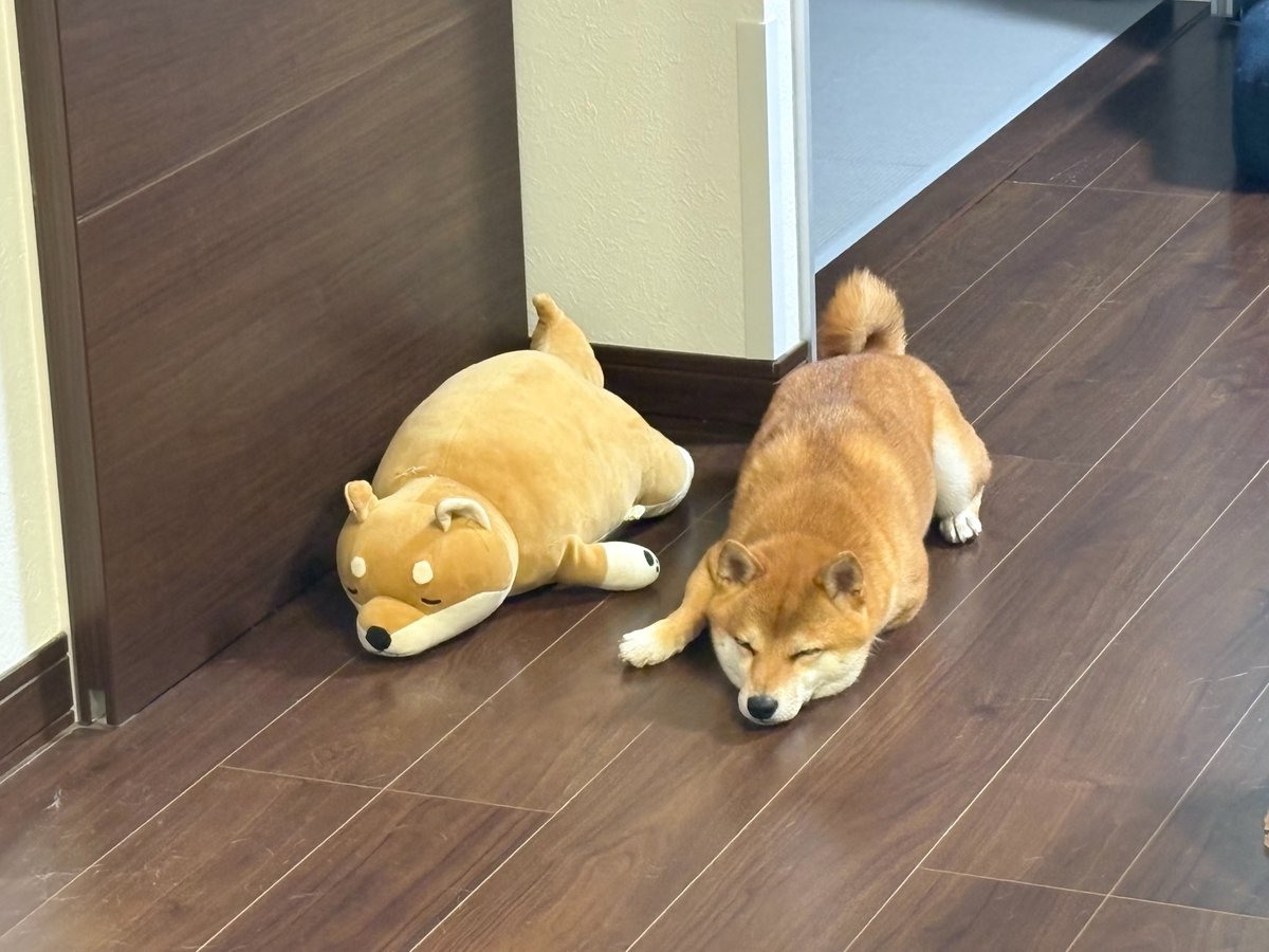 たすくぽむ tweet media