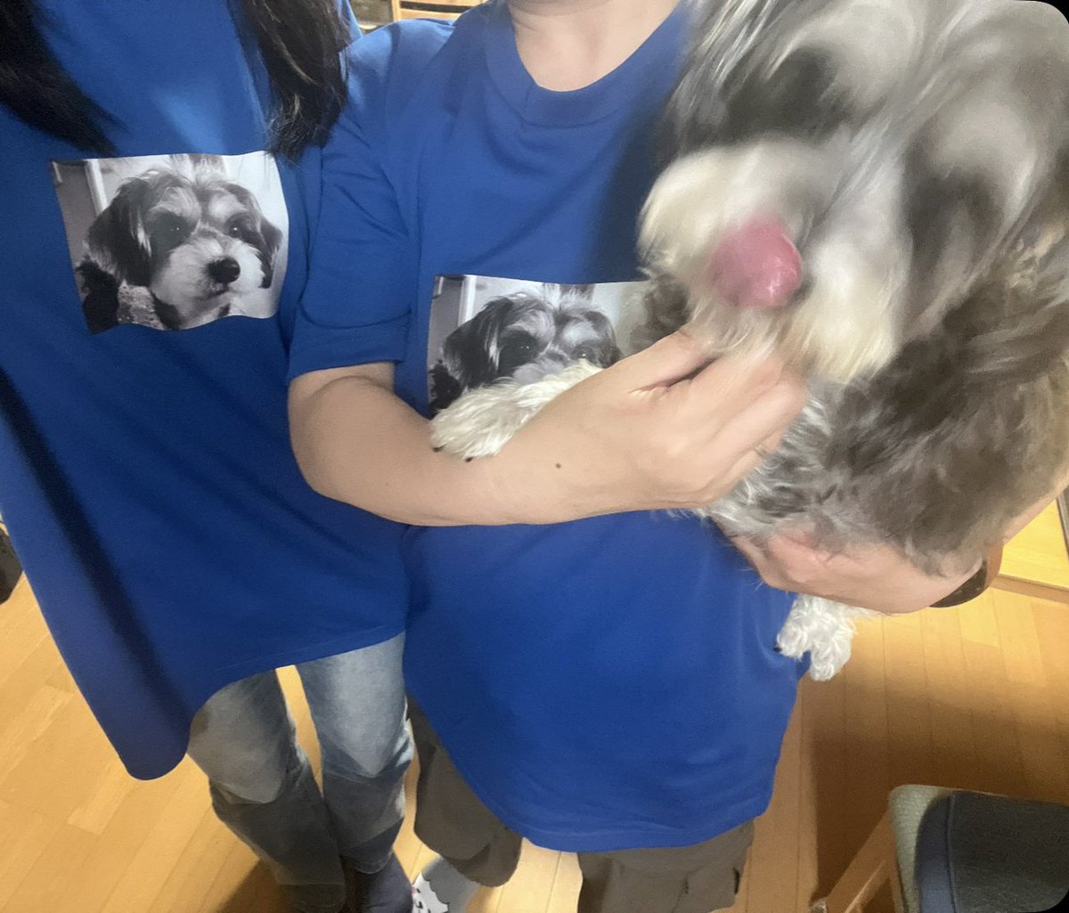 maru0___0maru's tweet photo. 自分の分のTシャツなくて荒ぶる犬 https://t.co/wzhubrvrze