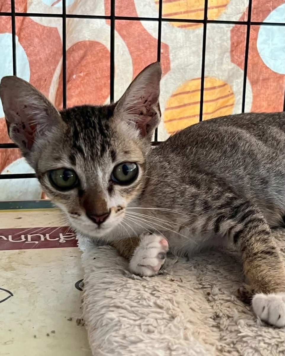 JohnJud | CUVET Animal Welfare Club tweet media