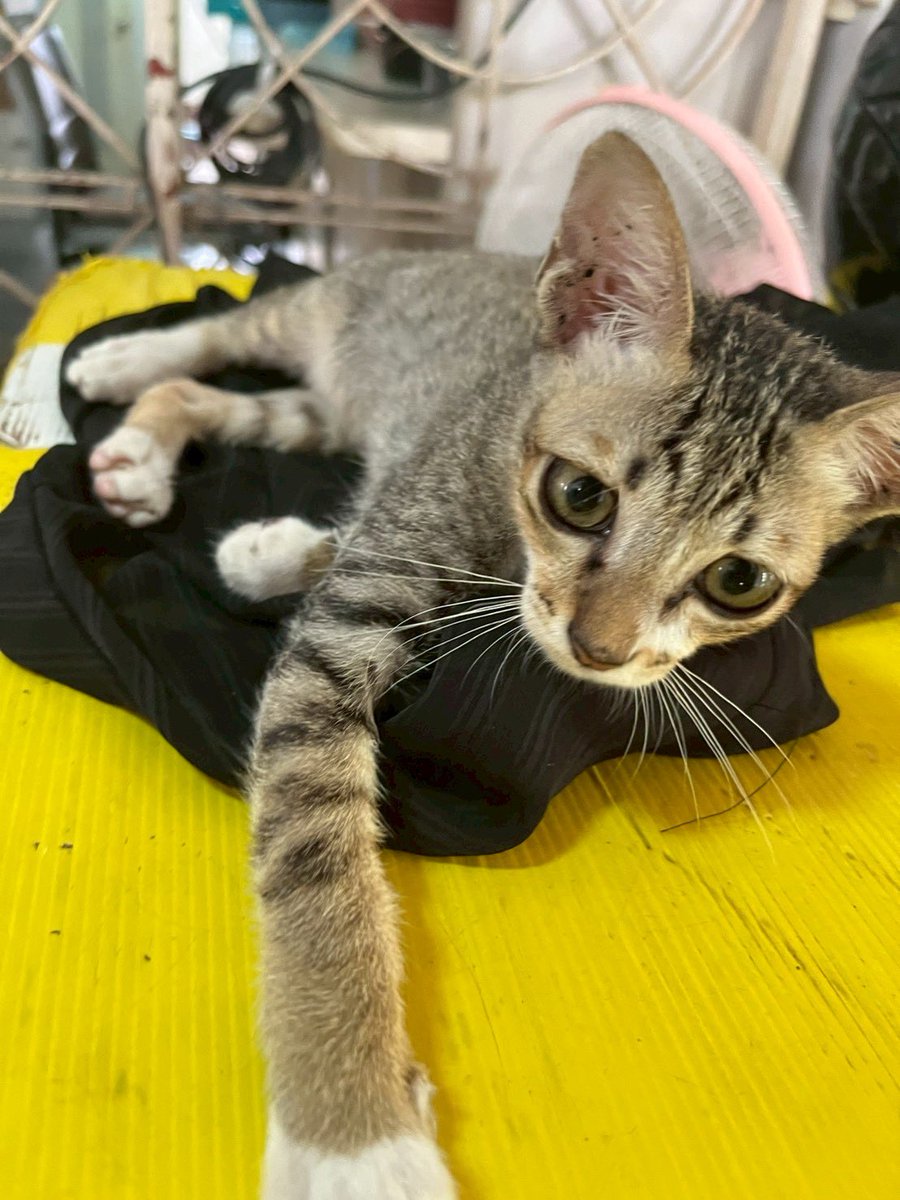 JohnJud | CUVET Animal Welfare Club tweet media
